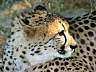 Gepard 33w