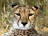 Gepard 35w