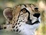 Gepard 36w