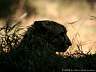 Gepard 37w