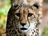 Gepard 38w
