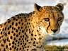 Gepard 40w