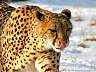 Gepard 41w