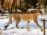 Gepard 42w
