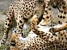Gepard 47w