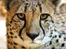 Gepard 48w