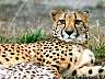 Gepard 49w