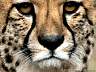 Gepard 50w