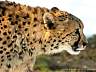 Gepard 51w