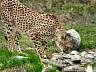 Gepard 52w