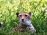 Gepard 53w