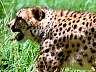 Gepard 55w