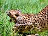 Gepard 56w