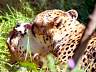 Gepard 57w