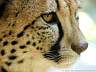 Gepard 58w