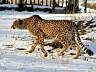 Gepard 02p