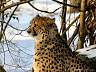Gepard 04p