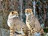 Gepard 06p