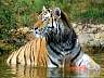 Sibirischer Tiger 12
