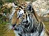 Sibirischer Tiger 18