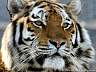 Sibirischer Tiger 24w