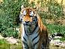 Sibirischer Tiger 01p