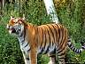 Sibirischer Tiger 02p