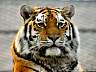Sibirischer Tiger 05p