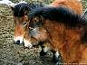 Pony 1