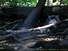 Timberwolf 02