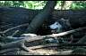 Timberwolf 03