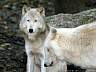 Timberwolf 18