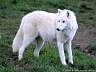 Wolf H13