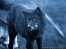 Wolf H15